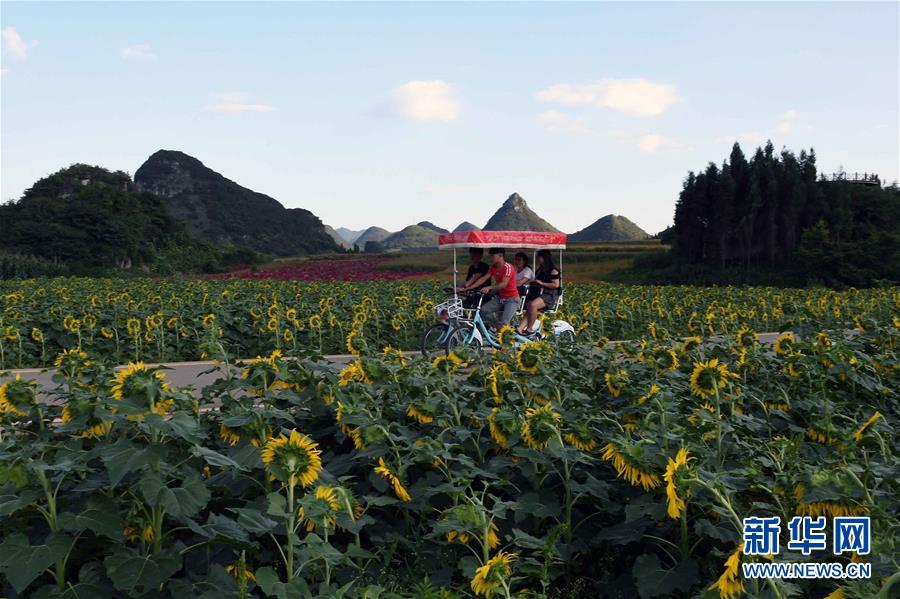 （美丽中国）（7）云南罗平：七彩花田美如画