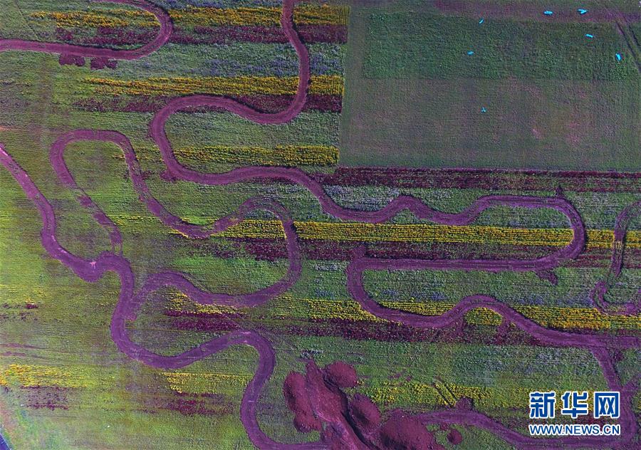 （美丽中国）（9）云南罗平：七彩花田美如画